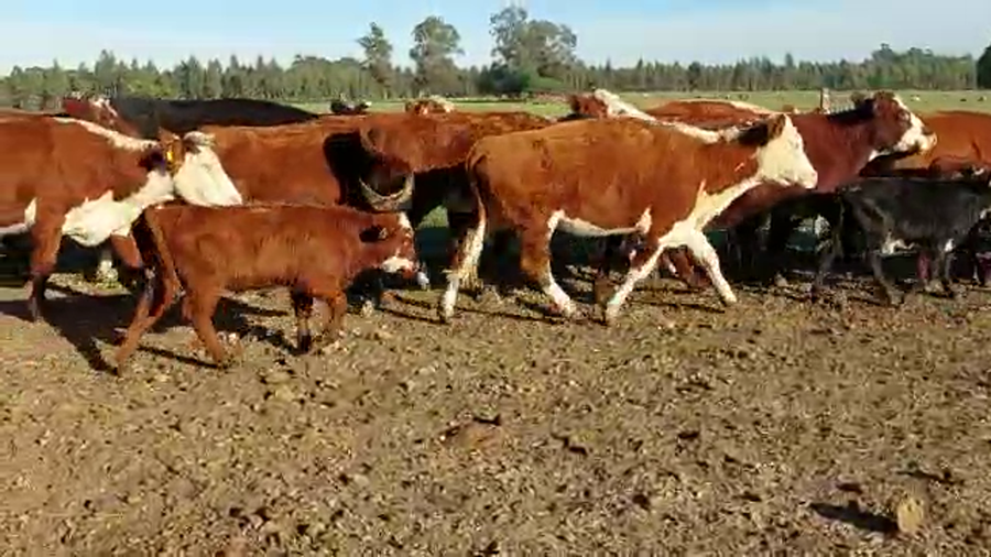 Lote 28 Piezas de cría HEREFORD Y ANGUS a remate en Pantalla Camy Mayo - Desde La Cuenca 350kg - , San José