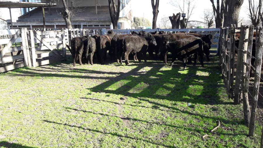 Lote 23 Terneras en Gral. Lamadrid, Buenos Aires