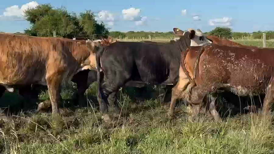 Lote 130 Vaquillonas