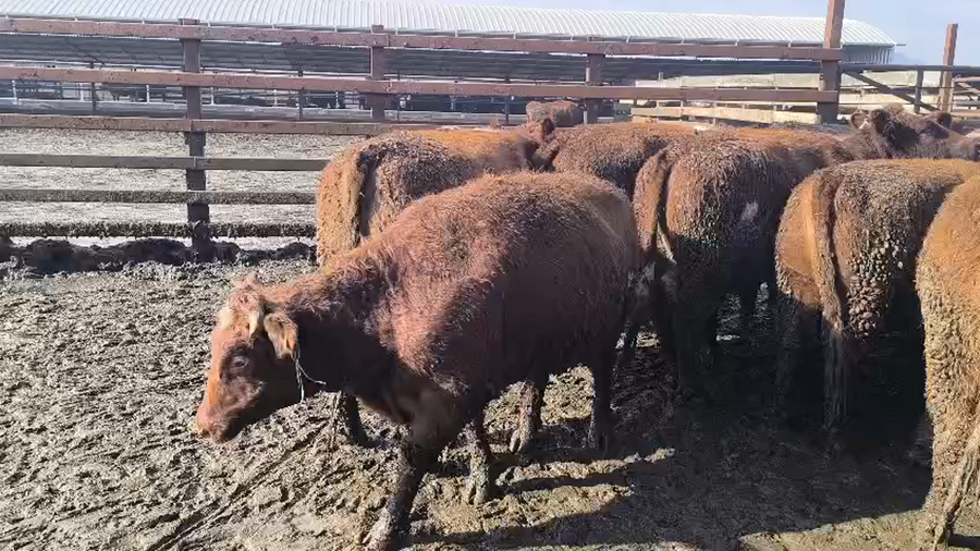 Lote 20 Vaquilla Gorda en Los Ángeles, VIII Región Biobío