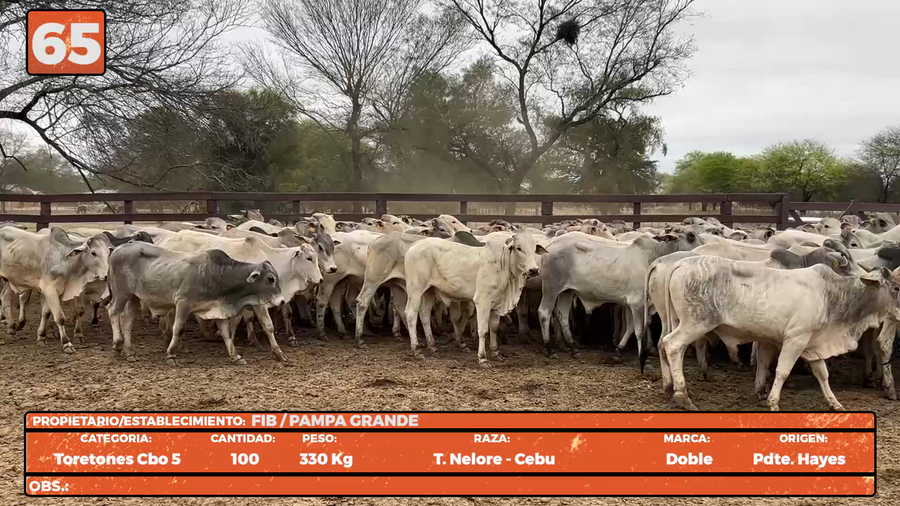 Lote LOTE 65
