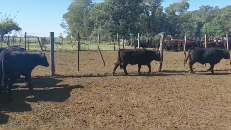 Lote 50 TERNS. MACHOS Y HEMBRAS, GRAL. LAMADRID, PCIA. DE BS. AS.