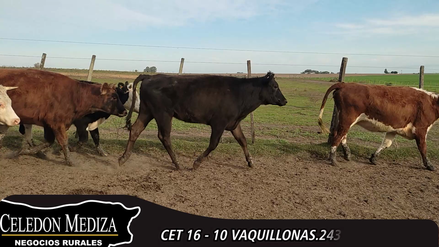 Lote 10 Vaquillonas  en Colonia