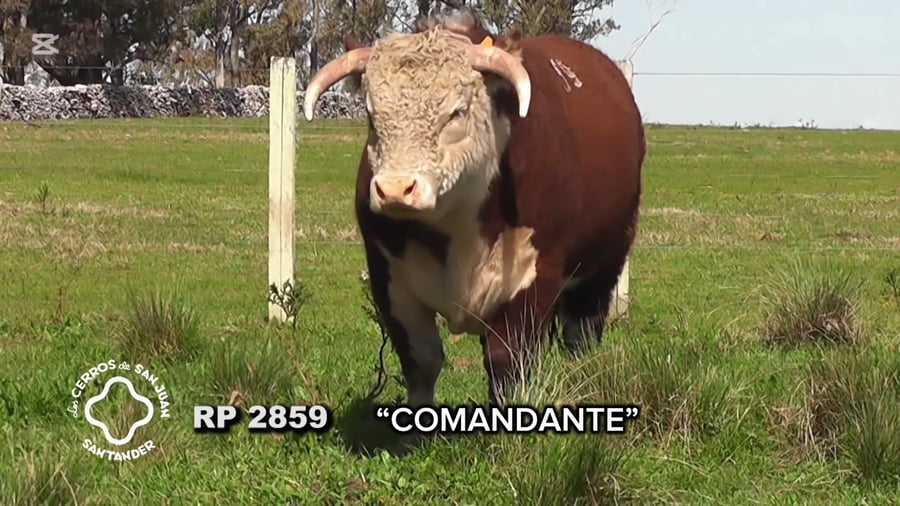 Lote Toro Hereford PO de 3 años