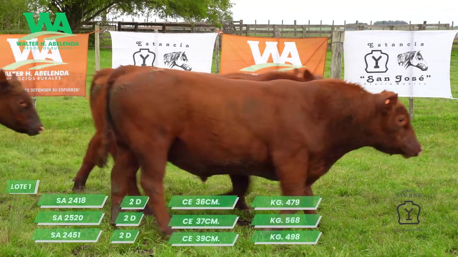 Lote TORO SA