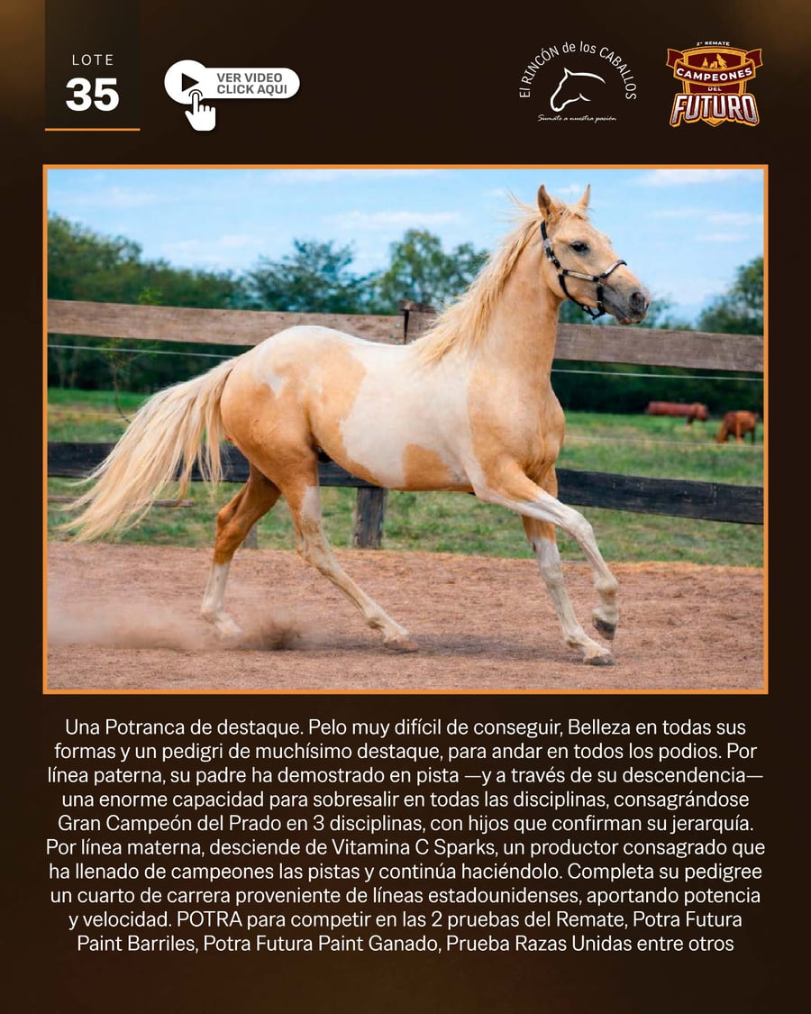 Lote RC RAINBOW SPLASH BAR