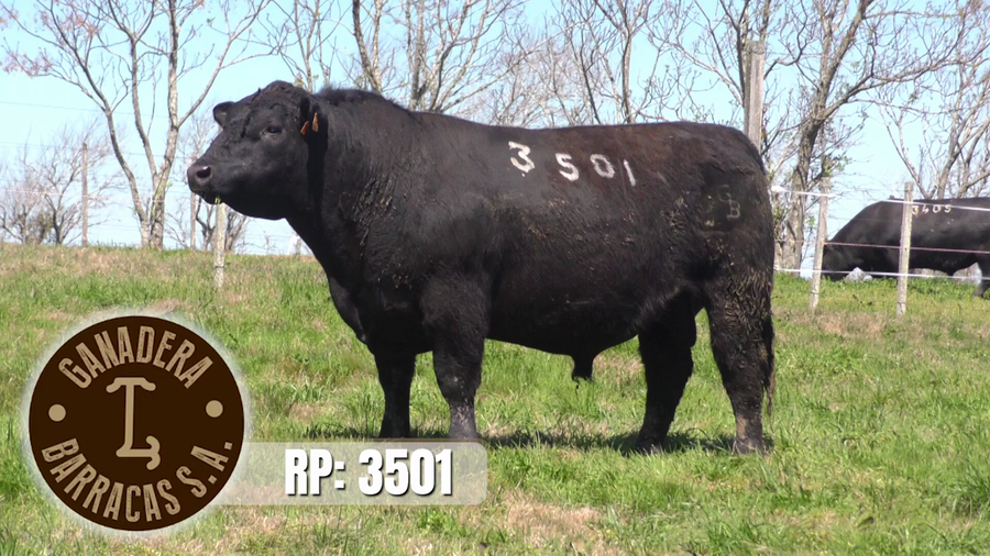 Lote Toros a remate en Ganadera Barracas S.A en Caraguata