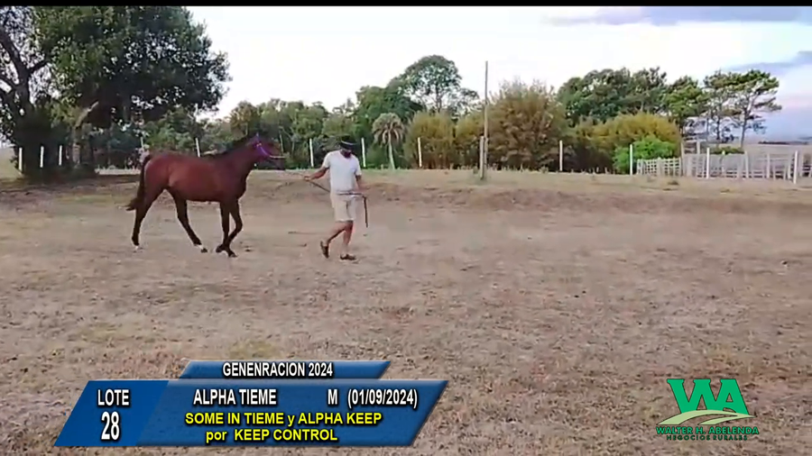 Lote ALPHA TIEME
