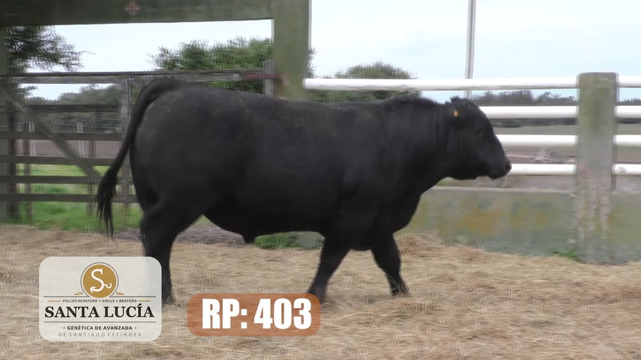 Lote Angus