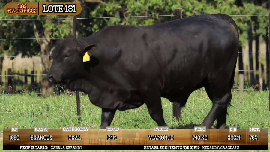 Lote LOTE 181