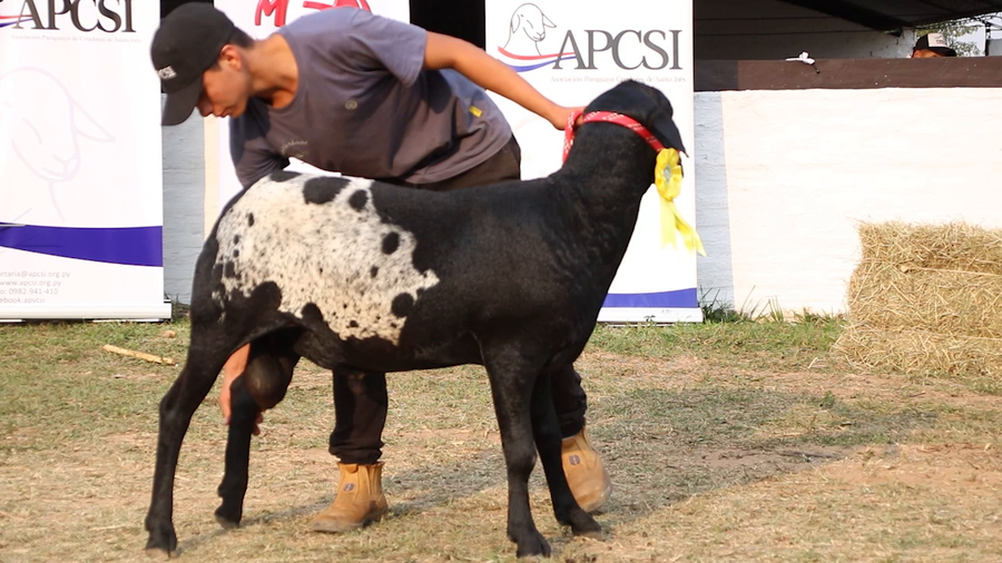 Lote Lote 19 - Ovinos