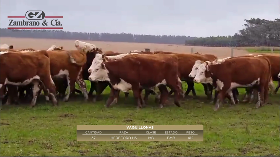 Lote 37 Vientres Preñados a remate en 6º Expo Nacional Hereford 412kg -  en PARAJE LAS GARZAS
