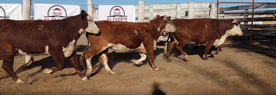 Lote CABAÑA EL FUERTE