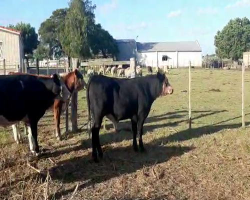 Lote 4 Novillos 1 a 2 años ANGUS a remate en Pantalla Camy 280kg - , San José