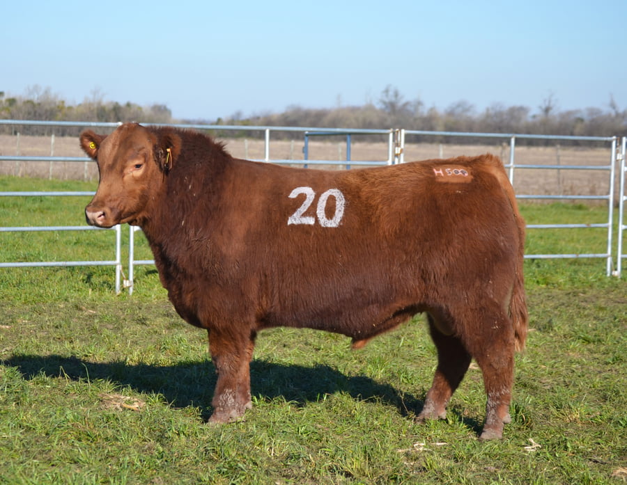 Lote TOROS PEDIGREE H401 H509
