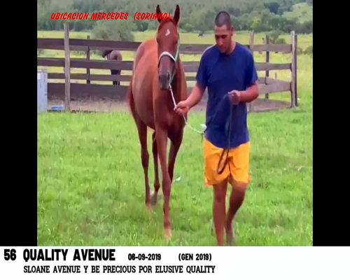 Lote QUALITY AVENUE