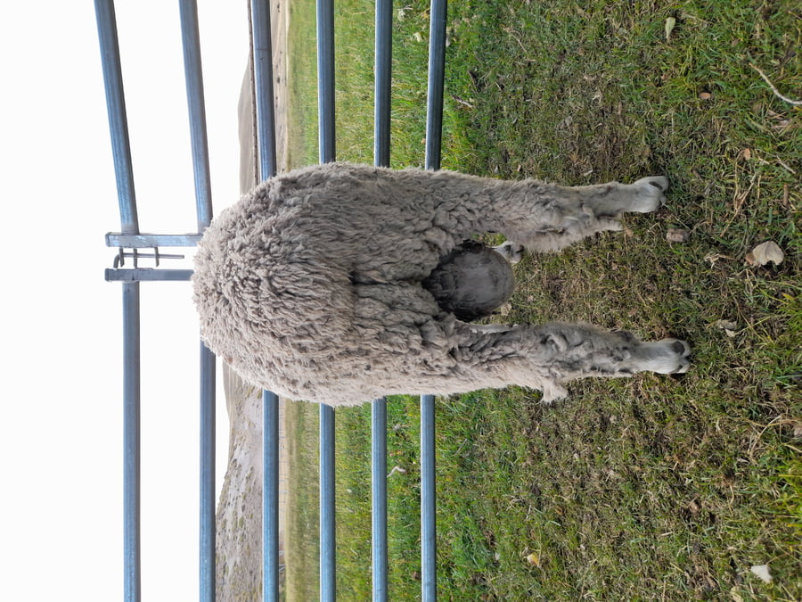 Lote Carnero TOP, 20-1190