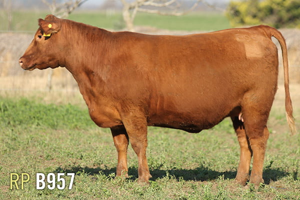 Lote 4 VAQUILLONAS PREÑADAS PURAS DE PEDIGREE