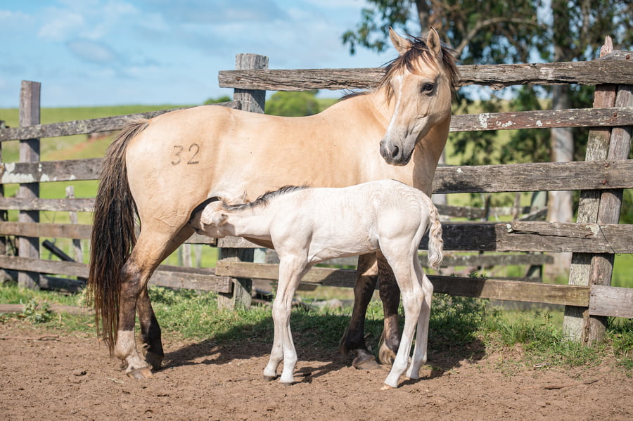 Lote Traviana La Germana