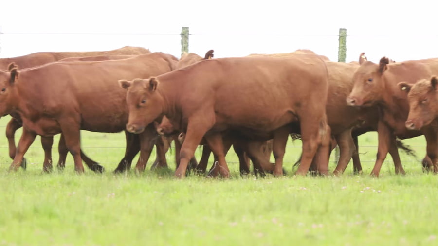 Lote Lote 15 Vaquillonas SA Coloradas