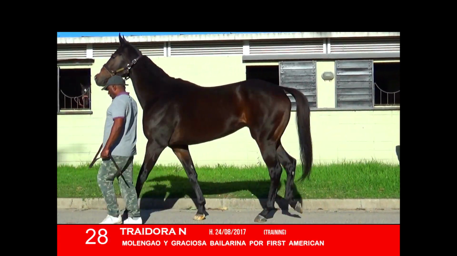 Lote TRAIDORA N