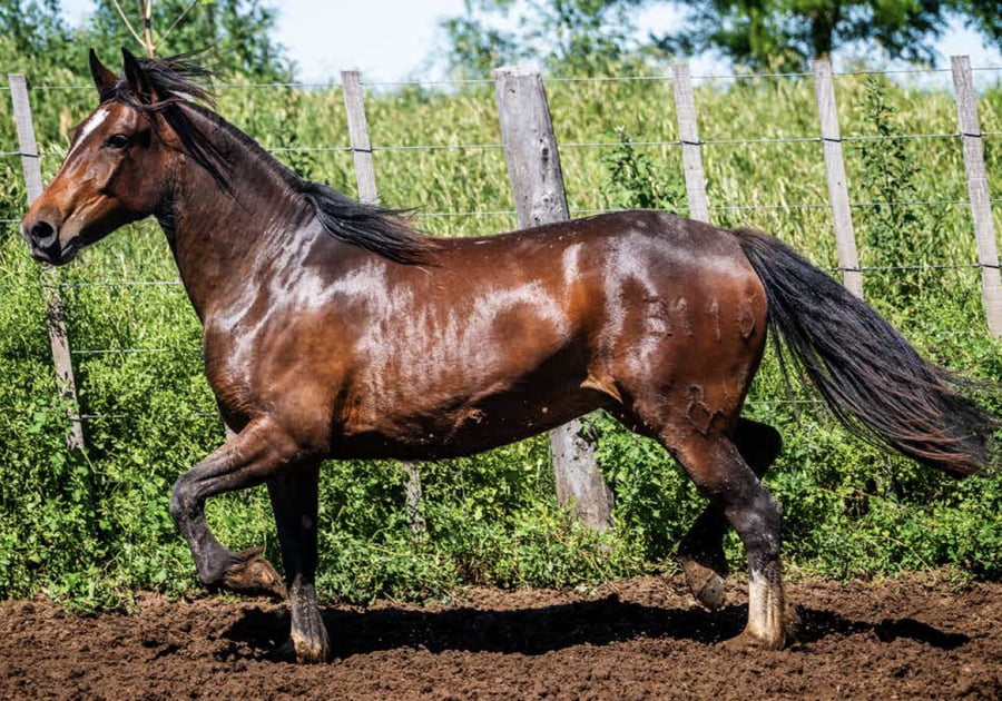 Lote DEL OESTE COMPARSA