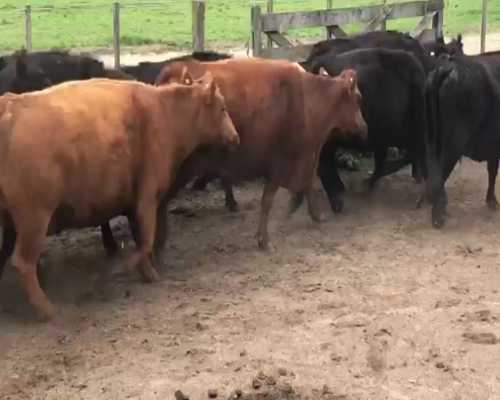 Lote 30 VC. INV., CNEL. SUAREZ, PCIA. DE BS. AS.