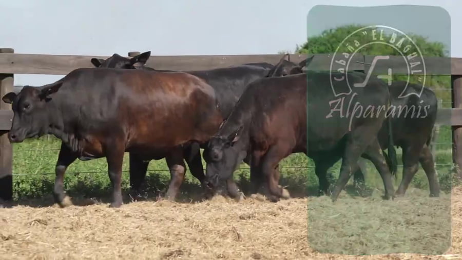 Lote Vaquillona preñada