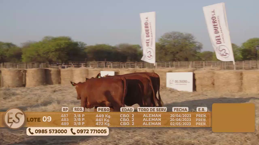 Lote Hembras Preñadas