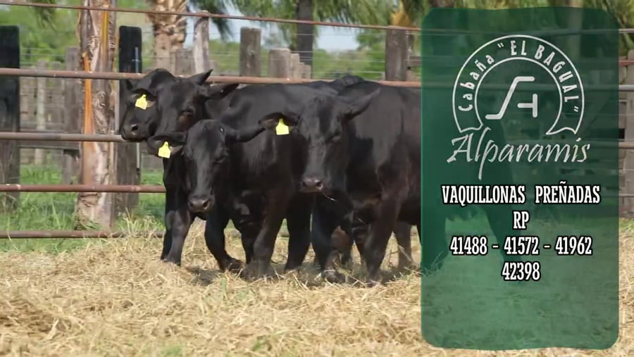 Lote Vaquillona preñada