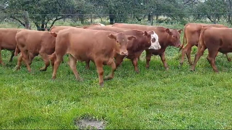 Lote 26 Terneros