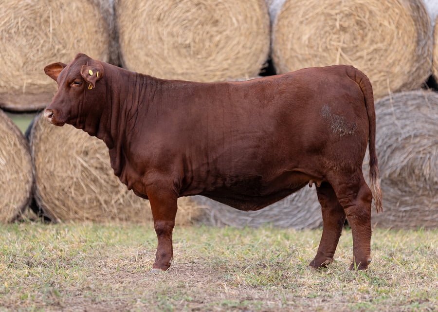 Lote LOTE 25