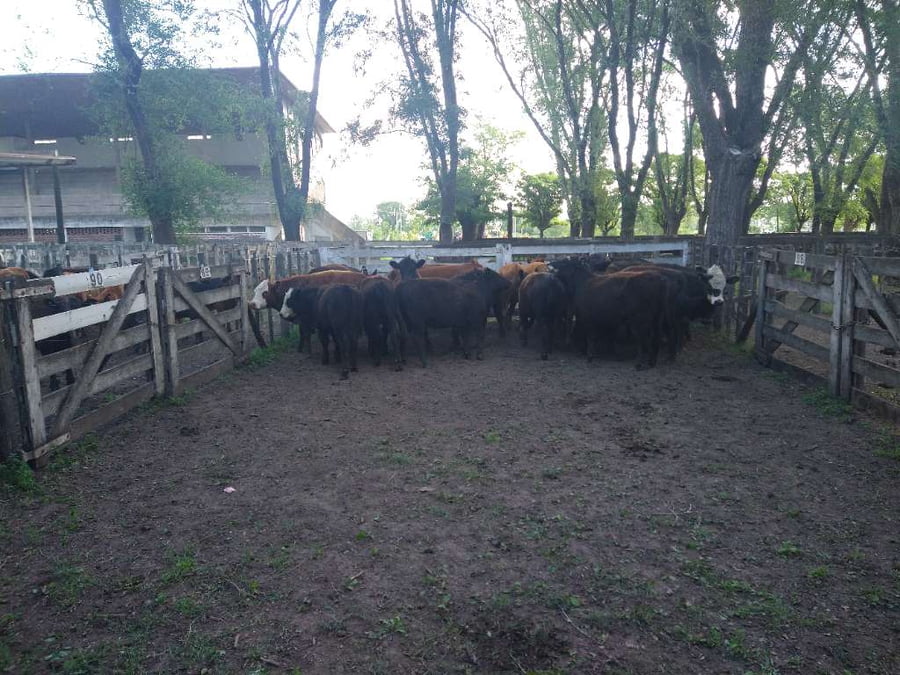 Lote 25 Vaquillonas en Gral. Lamadrid, Buenos Aires