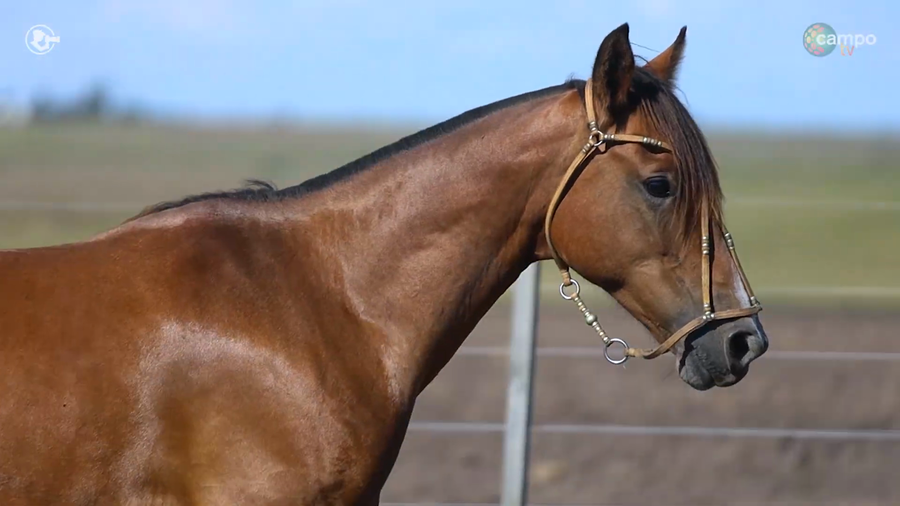 Lote LA ROSADA LEYENDA