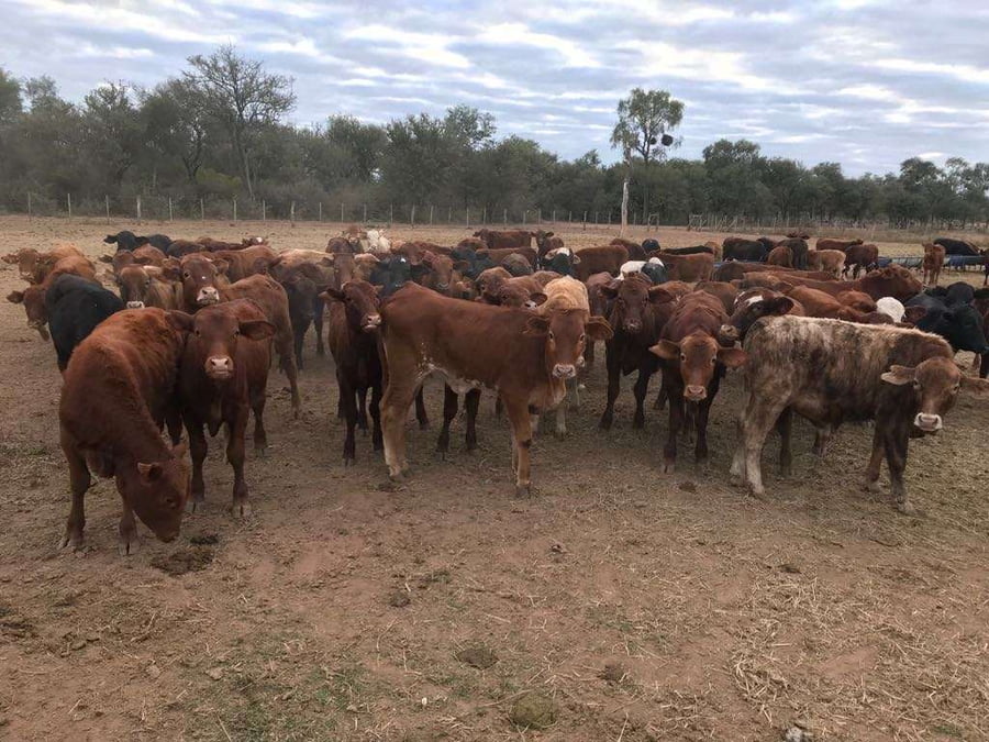 Lote 100 Terneros/as en Santiago del Estero, Campo Gallo
