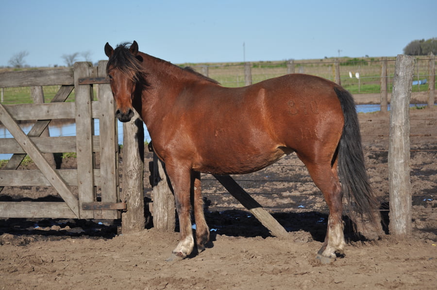 Lote LACAPILLA BALCONERA