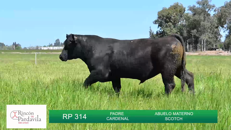 Lote TOROS RINCON DE PARDAVILLA