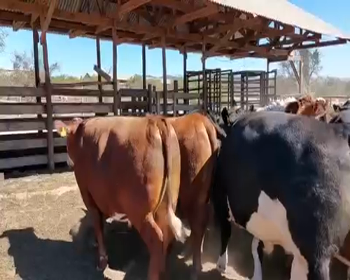 Lote 45 Novillo Gordo en Casablanca, V  Región Valparaíso