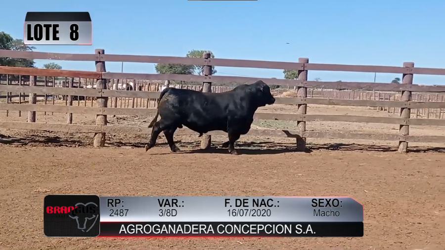 Lote Nacional de Otoño Brangus Campo - Lote 8