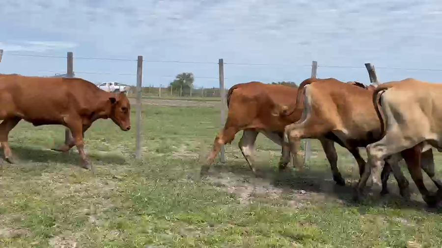 Lote 90 Terneras en Corrientes, Sauce