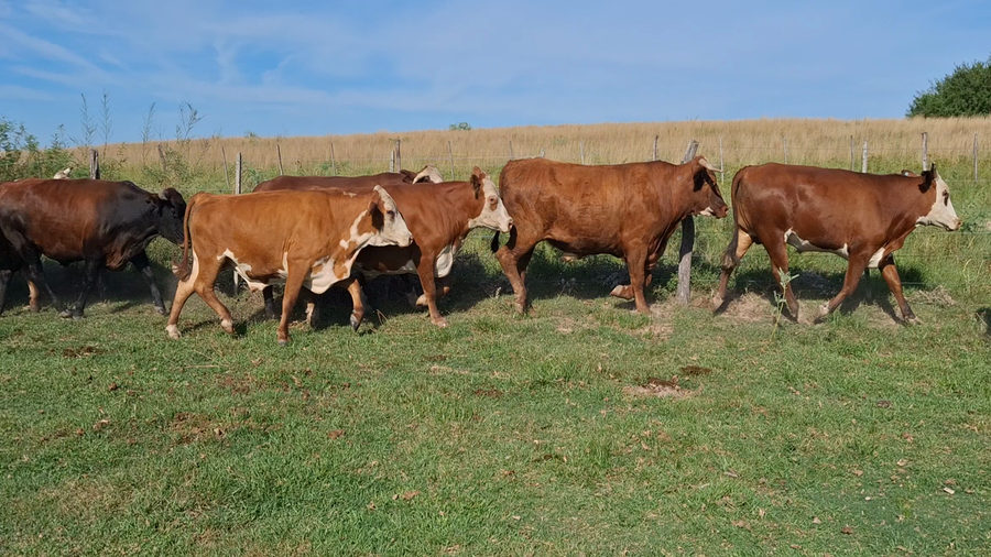 Lote 32 Novillo Consumo