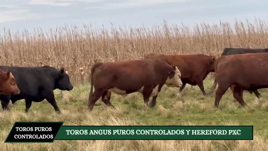 Lote TOROS ANGUS PC Y POLLED HEREFORD PXC