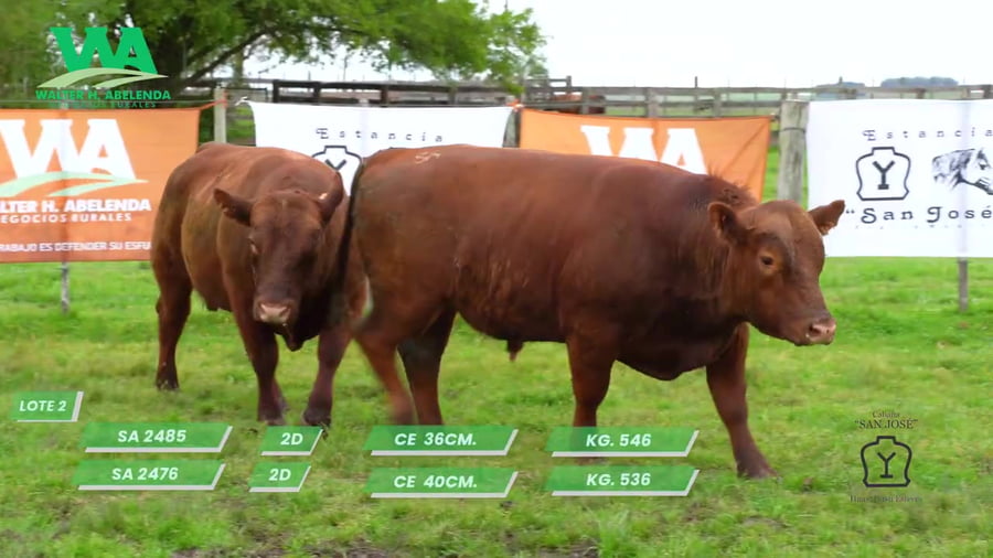 Lote TORO SA