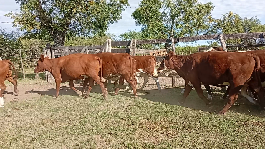 Lote 32 Vacas de invernar
