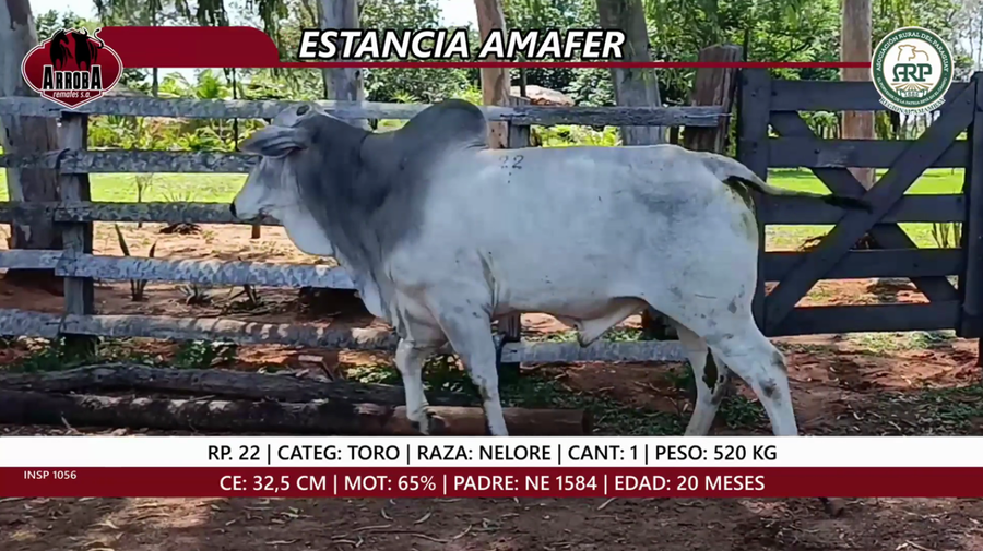Lote TORO