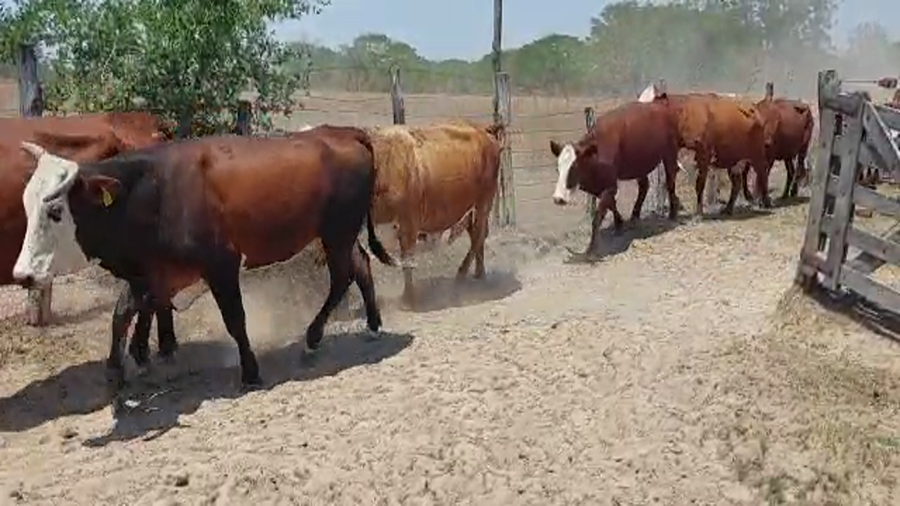 Lote 50 Vacas de invernar en Goya, Corrientes