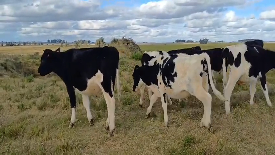 Lote 10 Terneros Holando y Cruza a remate en #45 Pantalla Carmelo  160kg -  en Cuchilla del Perdido