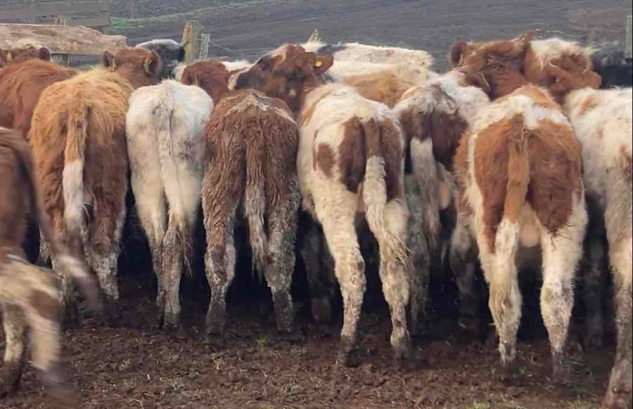 Lote 43 Ternero en Purranque, X Región Los Lagos