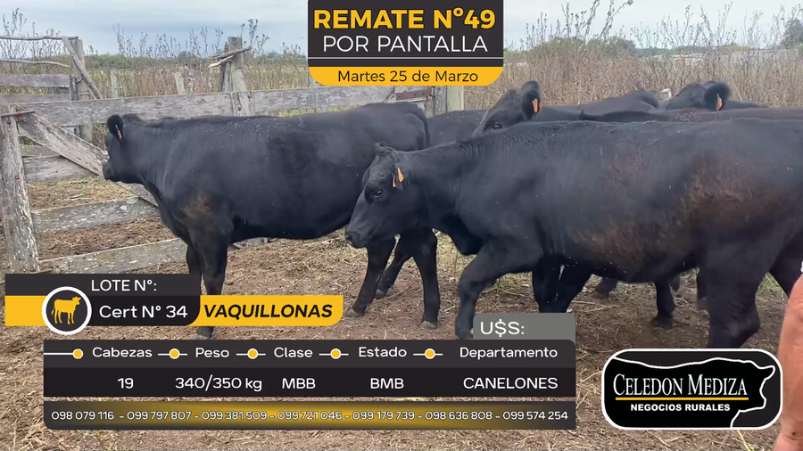 Lote 19 Vaquillonas  en Otra Localidad, Canelones
