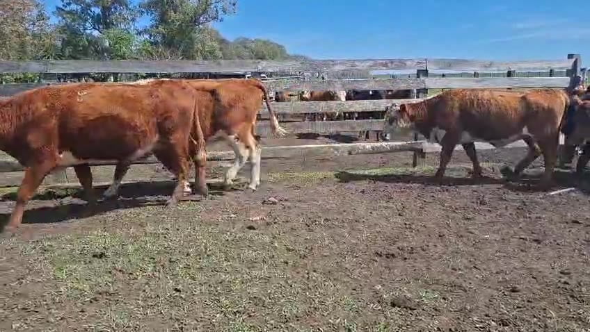 Lote VACAS PREÑADAS